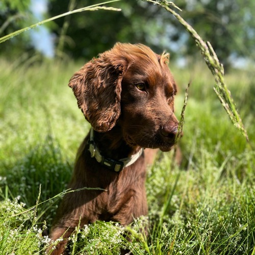 bowls, blankes and treats for your pawsome travel companion